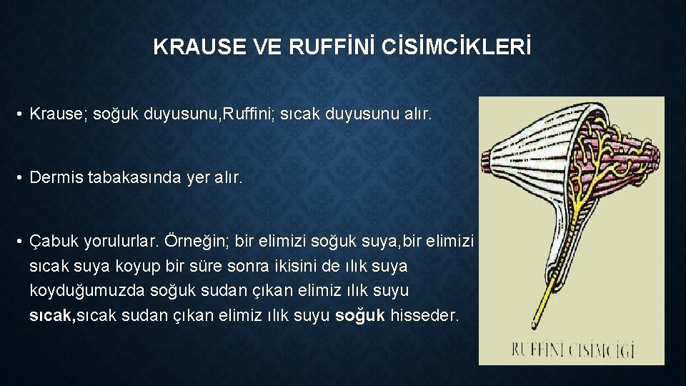 KRAUSE VE RUFFİNİ CİSİMCİKLERİ • Krause; soğuk duyusunu, Ruffini; sıcak duyusunu alır. • Dermis KRAUSE VE RUFFİNİ CİSİMCİKLERİ • Krause; soğuk duyusunu, Ruffini; sıcak duyusunu alır. • Dermis