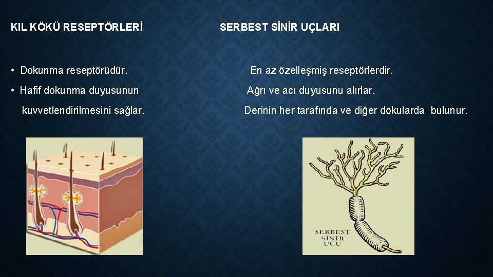 KIL KÖKÜ RESEPTÖRLERİ SERBEST SİNİR UÇLARI • Dokunma reseptörüdür. En az özelleşmiş reseptörlerdir. • KIL KÖKÜ RESEPTÖRLERİ SERBEST SİNİR UÇLARI • Dokunma reseptörüdür. En az özelleşmiş reseptörlerdir. •