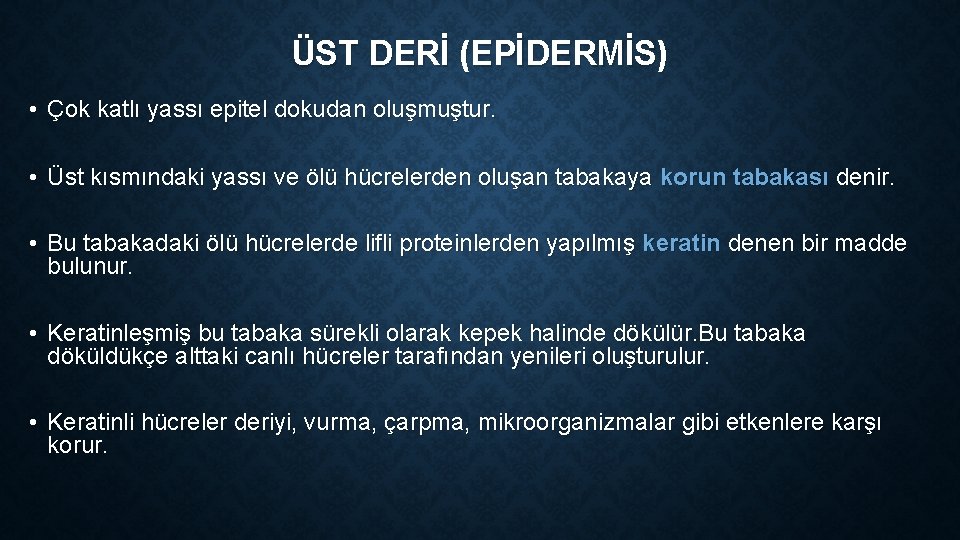 ÜST DERİ (EPİDERMİS) • Çok katlı yassı epitel dokudan oluşmuştur. • Üst kısmındaki yassı ÜST DERİ (EPİDERMİS) • Çok katlı yassı epitel dokudan oluşmuştur. • Üst kısmındaki yassı