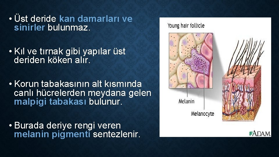 • Üst deride kan damarları ve sinirler bulunmaz. • Kıl ve tırnak gibi • Üst deride kan damarları ve sinirler bulunmaz. • Kıl ve tırnak gibi