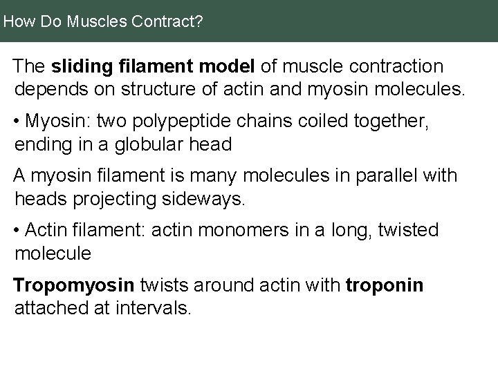 How Do Muscles Contract? The sliding filament model of muscle contraction depends on structure