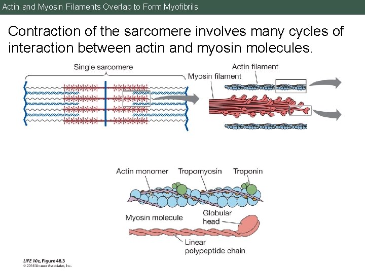 Actin and Myosin Filaments Overlap to Form Myofibrils Contraction of the sarcomere involves many