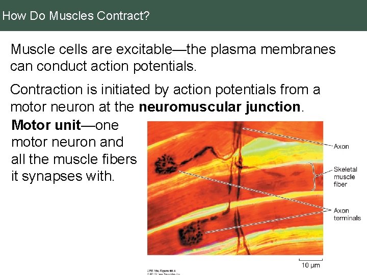 How Do Muscles Contract? Muscle cells are excitable—the plasma membranes can conduct action potentials.