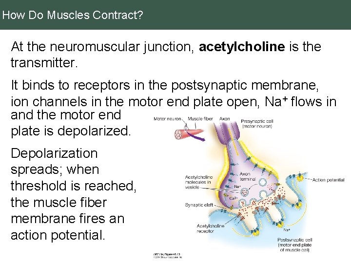 How Do Muscles Contract? At the neuromuscular junction, acetylcholine is the transmitter. It binds
