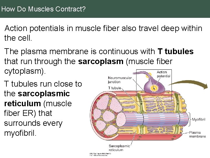 How Do Muscles Contract? Action potentials in muscle fiber also travel deep within the