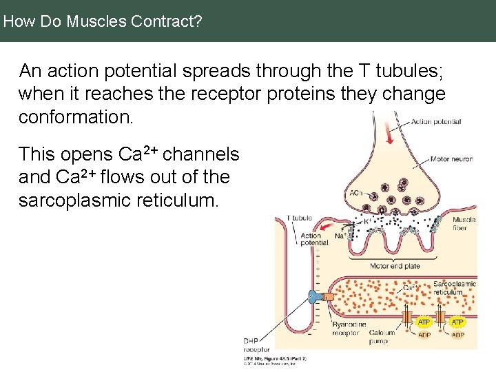 How Do Muscles Contract? An action potential spreads through the T tubules; when it