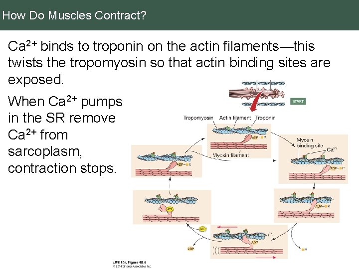 How Do Muscles Contract? Ca 2+ binds to troponin on the actin filaments—this twists