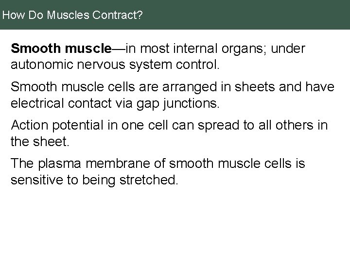 How Do Muscles Contract? Smooth muscle—in most internal organs; under autonomic nervous system control.