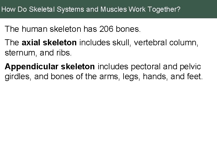 How Do Skeletal Systems and Muscles Work Together? The human skeleton has 206 bones.