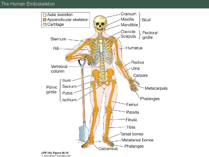 The Human Endoskeleton 