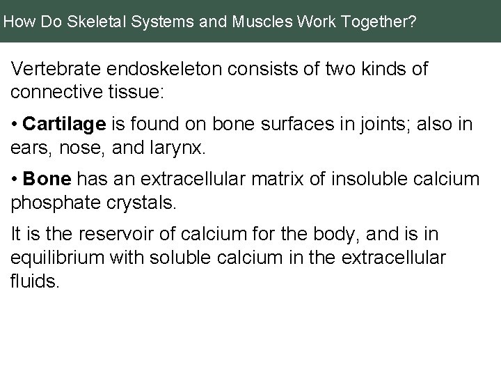 How Do Skeletal Systems and Muscles Work Together? Vertebrate endoskeleton consists of two kinds