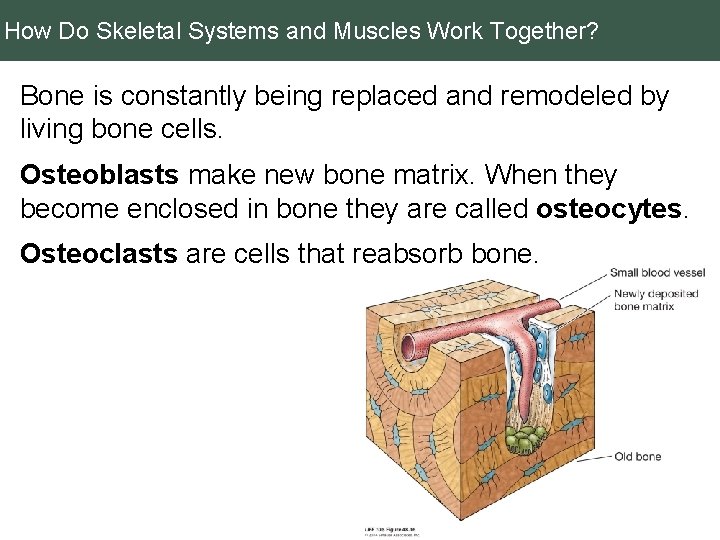 How Do Skeletal Systems and Muscles Work Together? Bone is constantly being replaced and