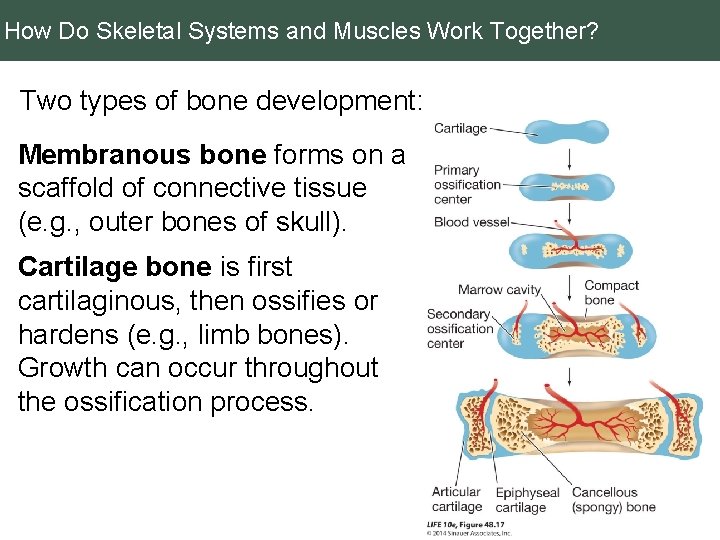 How Do Skeletal Systems and Muscles Work Together? Two types of bone development: Membranous