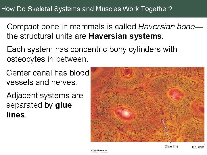 How Do Skeletal Systems and Muscles Work Together? Compact bone in mammals is called