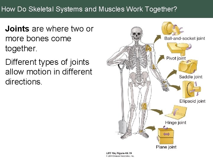 How Do Skeletal Systems and Muscles Work Together? Joints are where two or more