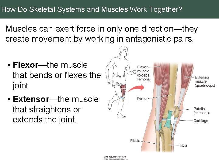How Do Skeletal Systems and Muscles Work Together? Muscles can exert force in only