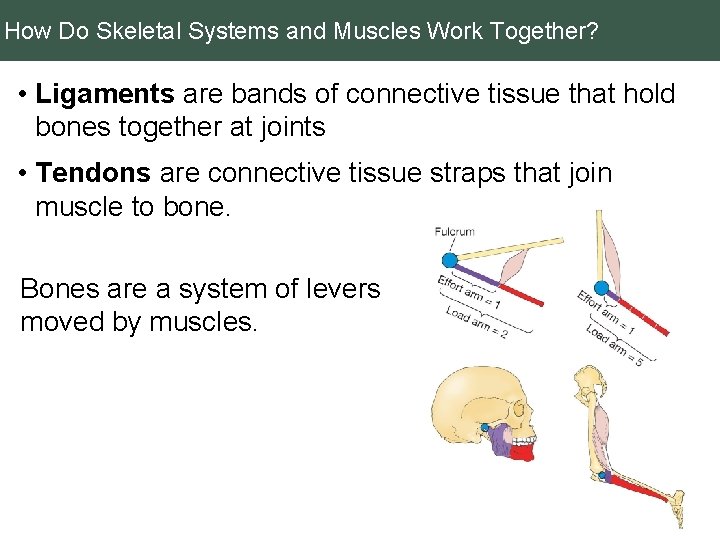 How Do Skeletal Systems and Muscles Work Together? • Ligaments are bands of connective