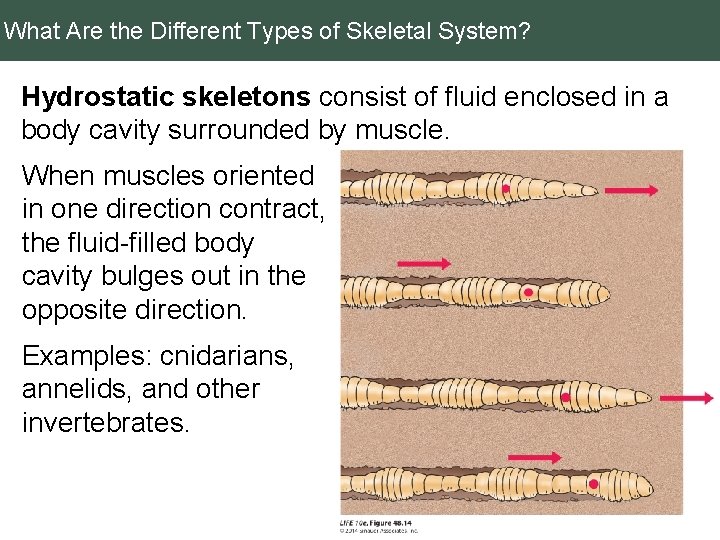 What Are the Different Types of Skeletal System? Hydrostatic skeletons consist of fluid enclosed