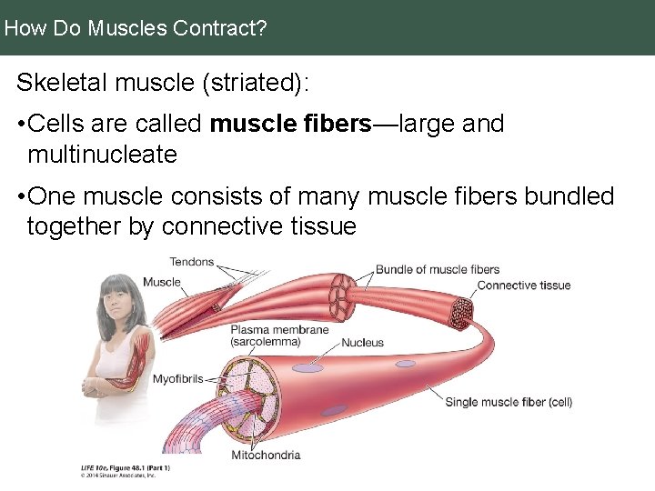 How Do Muscles Contract? Skeletal muscle (striated): • Cells are called muscle fibers—large and