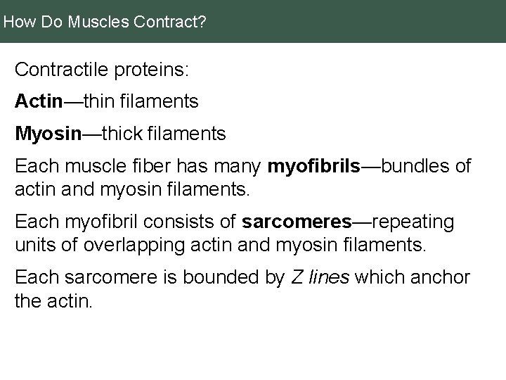 How Do Muscles Contract? Contractile proteins: Actin—thin filaments Myosin—thick filaments Each muscle fiber has