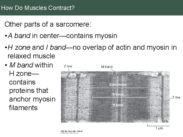 How Do Muscles Contract? Other parts of a sarcomere: • A band in center—contains