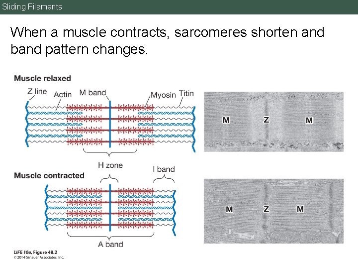 Sliding Filaments When a muscle contracts, sarcomeres shorten and band pattern changes. 