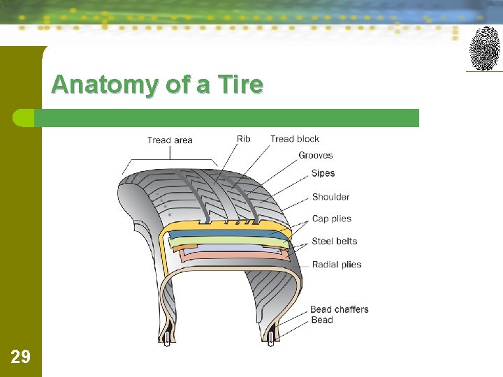 Anatomy of a Tire 29 