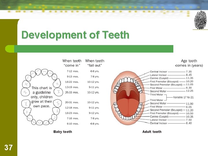 Development of Teeth 37 