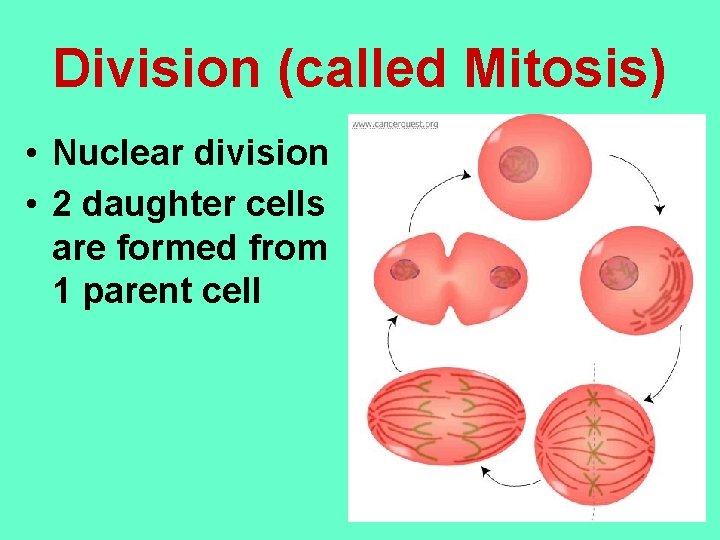 Division (called Mitosis) • Nuclear division • 2 daughter cells are formed from 1