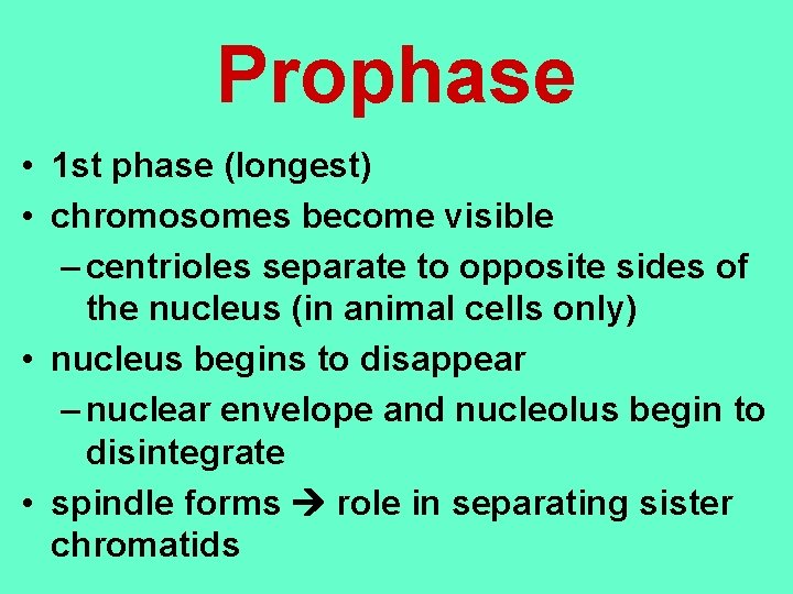 Prophase • 1 st phase (longest) • chromosomes become visible – centrioles separate to