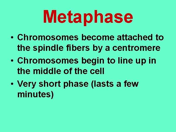 Metaphase • Chromosomes become attached to the spindle fibers by a centromere • Chromosomes