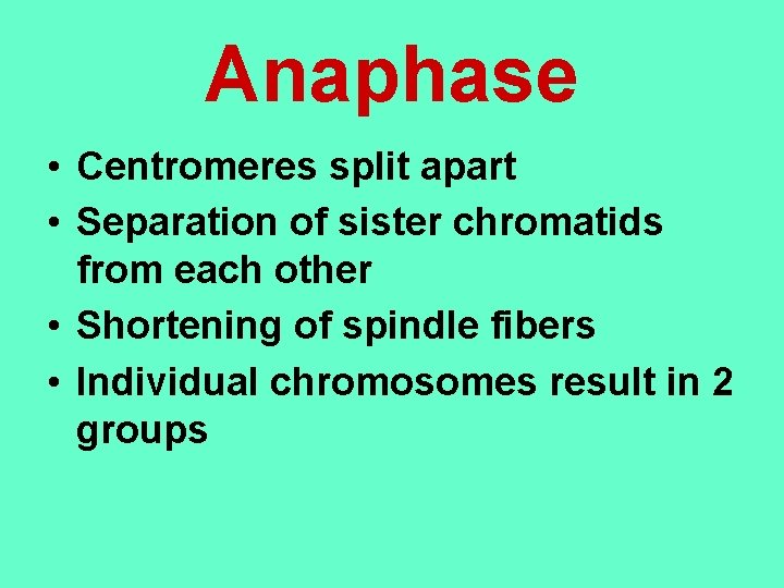 Anaphase • Centromeres split apart • Separation of sister chromatids from each other •