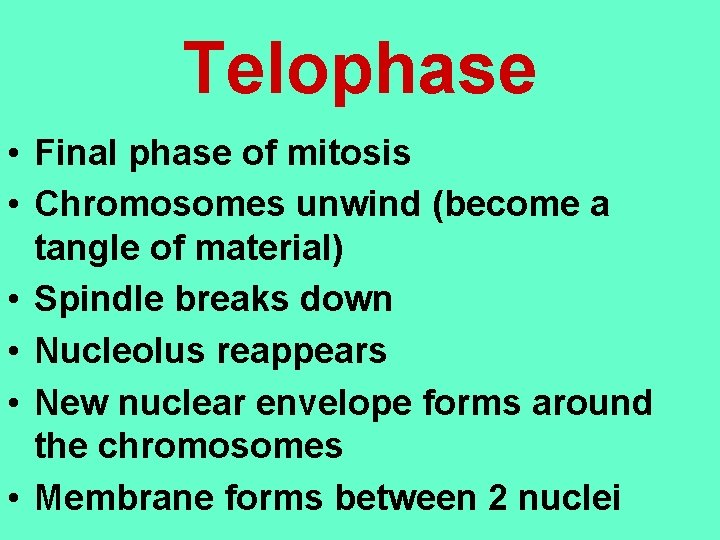 Telophase • Final phase of mitosis • Chromosomes unwind (become a tangle of material)