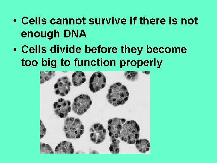  • Cells cannot survive if there is not enough DNA • Cells divide