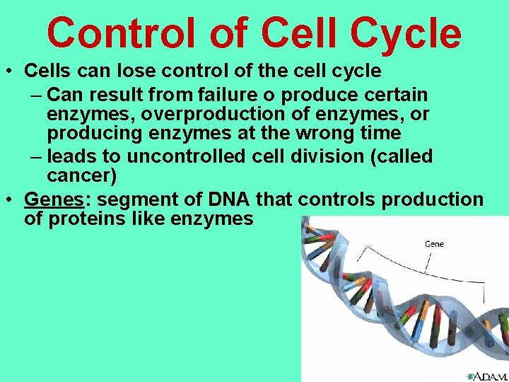 Control of Cell Cycle • Cells can lose control of the cell cycle –