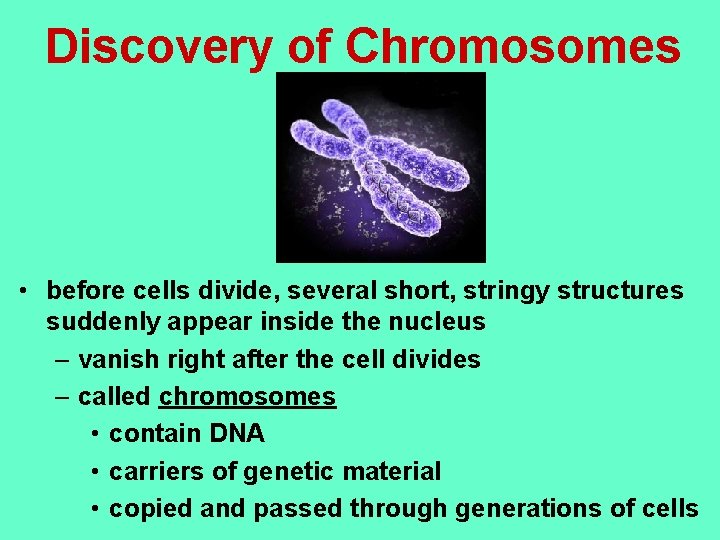 Discovery of Chromosomes • before cells divide, several short, stringy structures suddenly appear inside
