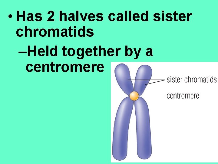  • Has 2 halves called sister chromatids –Held together by a centromere 