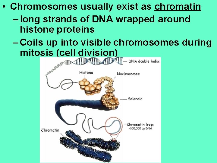  • Chromosomes usually exist as chromatin – long strands of DNA wrapped around