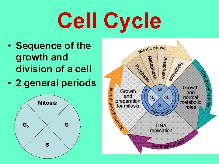 Cell Cycle • Sequence of the growth and division of a cell • 2