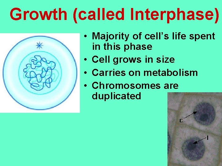 Growth (called Interphase) • Majority of cell’s life spent in this phase • Cell