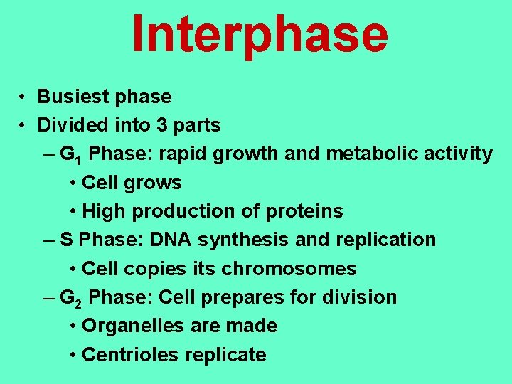 Interphase • Busiest phase • Divided into 3 parts – G 1 Phase: rapid