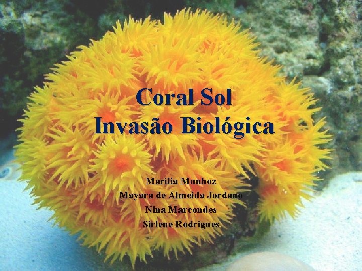 Coral Sol Invasão Biológica Marília Munhoz Mayara de Almeida Jordano Nina Marcondes Sirlene Rodrigues