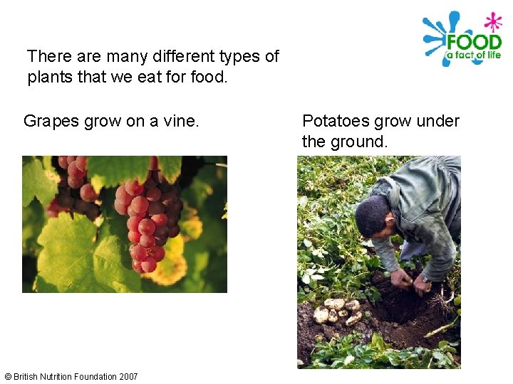 There are many different types of plants that we eat for food. Grapes grow