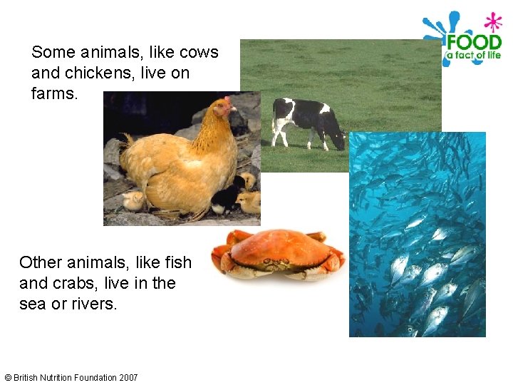 Some animals, like cows and chickens, live on farms. Other animals, like fish and