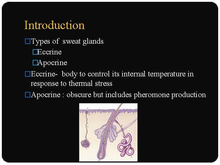 Introduction �Types of sweat glands �Eccrine �Apocrine �Eccrine- body to control its internal temperature