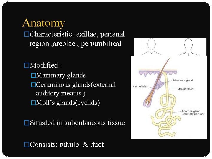 Anatomy �Characteristic: axillae, perianal region , areolae , periumbilical �Modified : �Mammary glands �Ceruminous