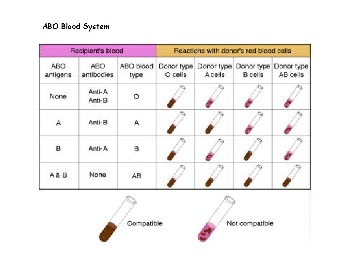 ABO Blood System 