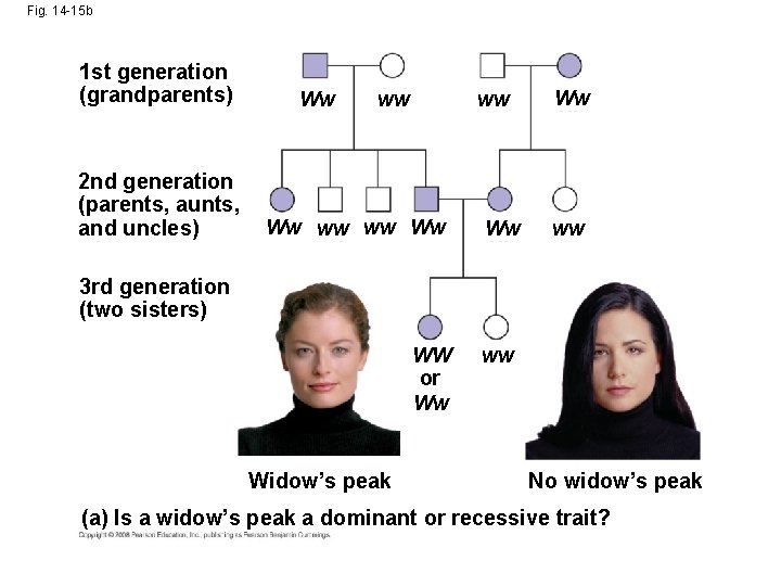 Fig. 14 -15 b 1 st generation (grandparents) 2 nd generation (parents, aunts, and