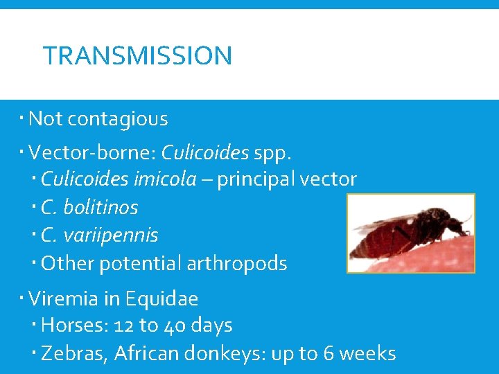 TRANSMISSION Not contagious Vector-borne: Culicoides spp. Culicoides imicola – principal vector C. bolitinos C.