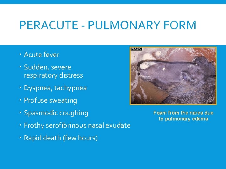 PERACUTE - PULMONARY FORM Acute fever Sudden, severe respiratory distress Dyspnea, tachypnea Profuse sweating